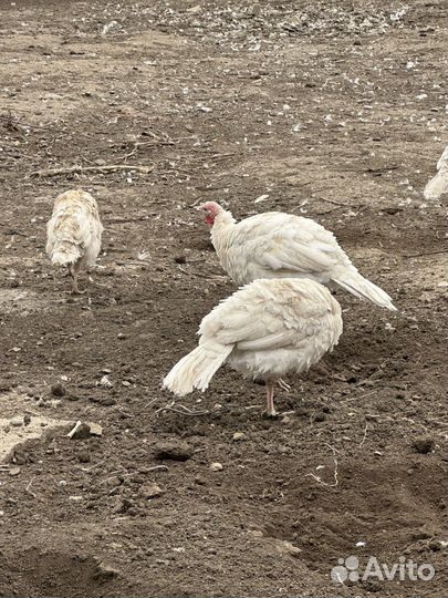 Домашние индюки и индюшки