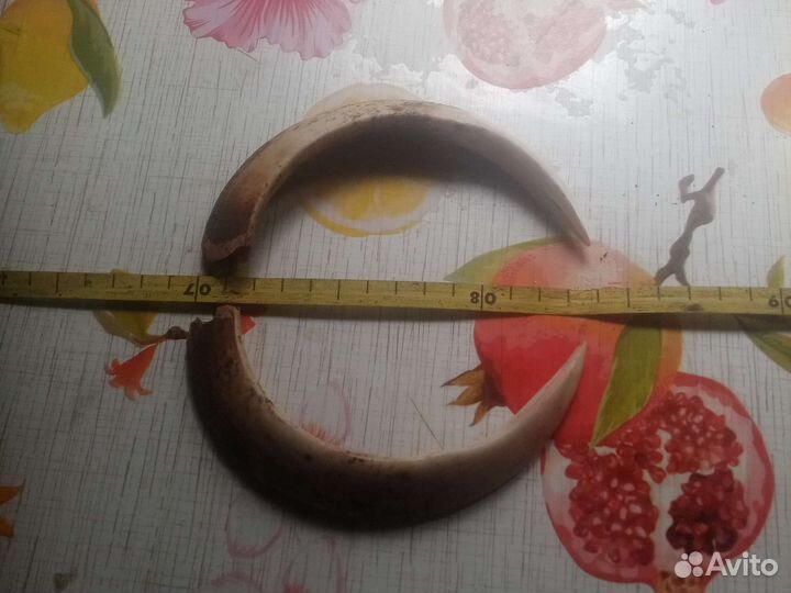 Клыки кабана