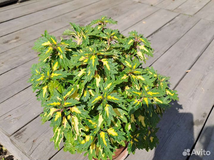 Колеусы вегетативные