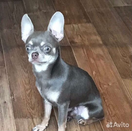 Вязка чихуахуа