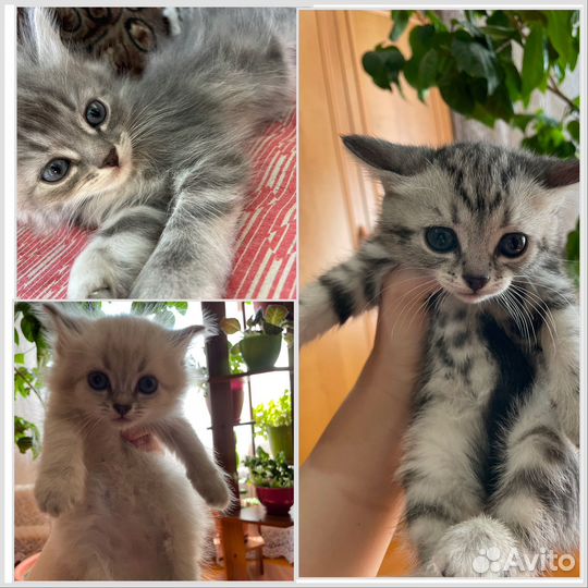 Отдам котят в добрые руки