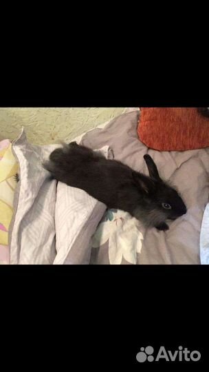Продается декоративный кролик