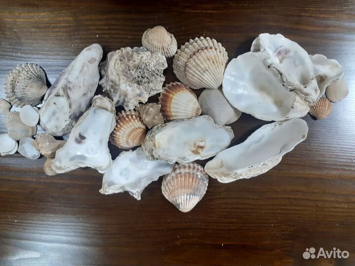 Морские ракушки Атлантический океан и Адриатика