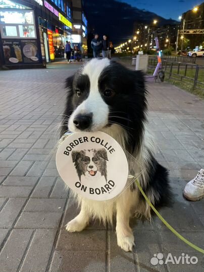 Наклейка на машину - Dog on board 15см