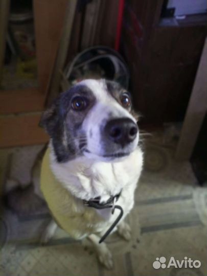 Собака бесплатно