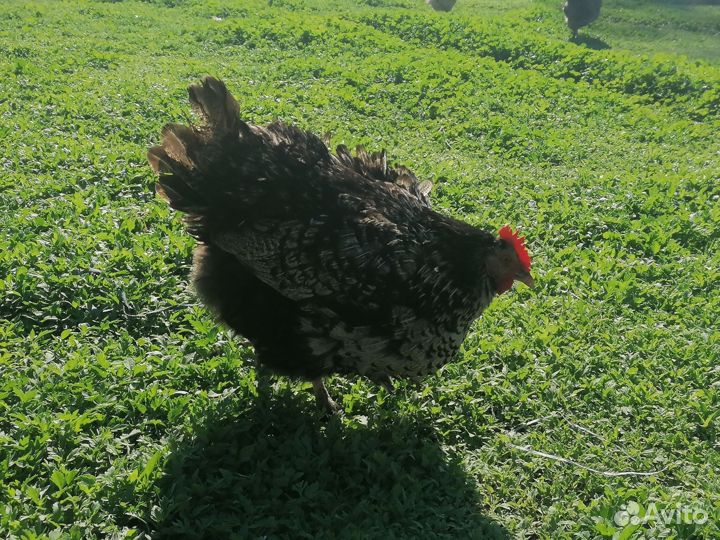 Продам кур