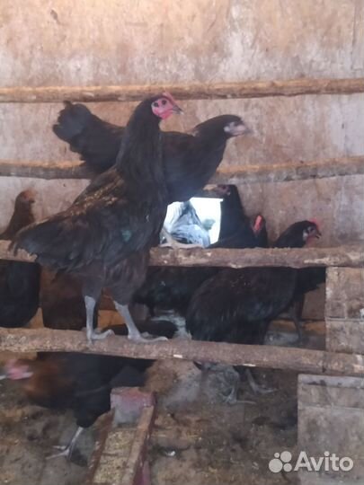 Молодые петухи джерси гигант 5 месяцев