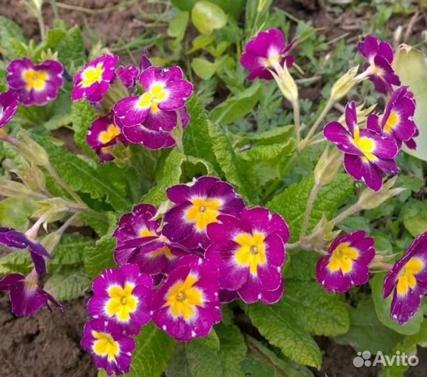 Ирис хоста примула лилейник