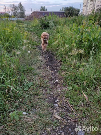 Передержка ваших любимцев на время отпуска