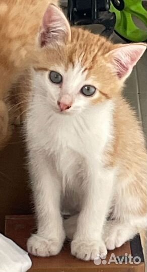 Рыжики в добрые руки