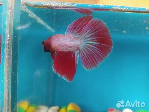 Сиамский петушок скалярия и другие рыбки
