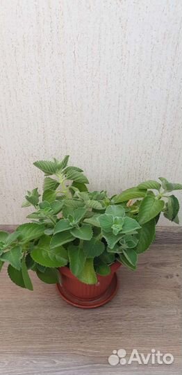 Мята комнатная