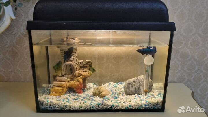 Аквариум с рыбками Петушок