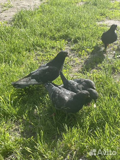 Продажа голубей