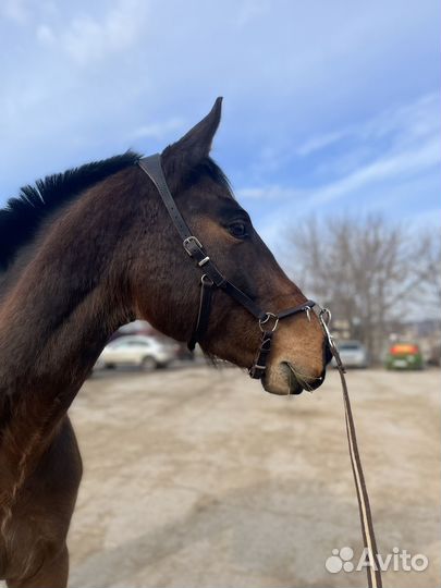 Кавессон кожаный