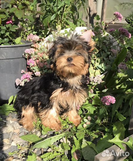 Щенки йоркширского терьера РКФ