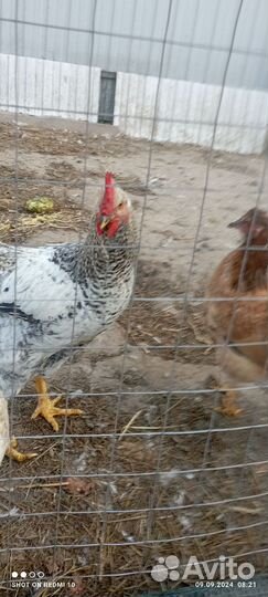 Молодые петухи