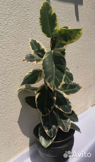 Фикус бенджамина, фикус, драцена, спетефиллум