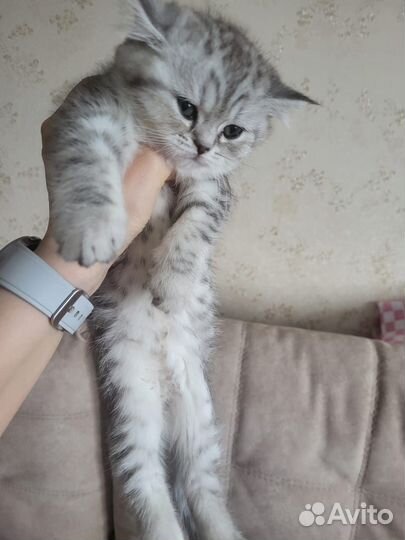 Шотланский котенок