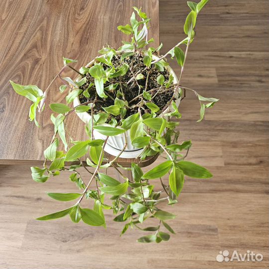 Традесканция