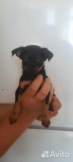 Мини той-терьер