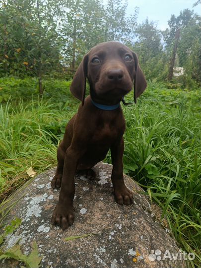 Щенки курцхаара