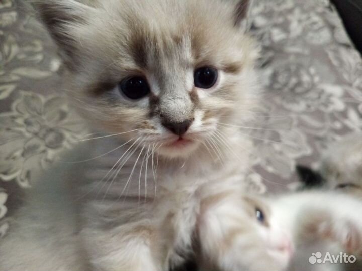 Кошка невская маскарадная