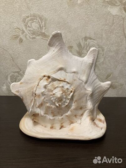 Ракушка большая Кассис Корнута