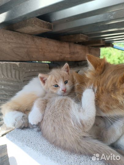 Отдам в добрые руки котят