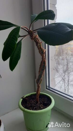 Молочай