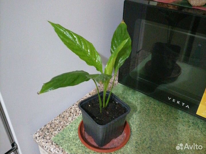 Спатифилиум