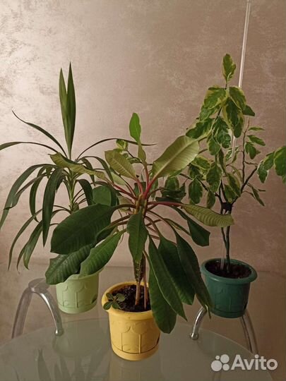 Комнатные цветы