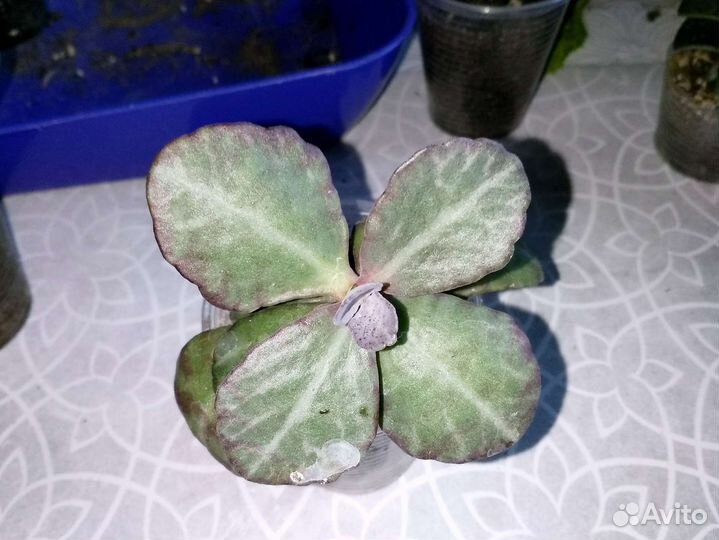 Комнатные растения секкуленты,крассула