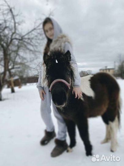 Фотосессия с лошадьми (прогулки, иппотрапия)