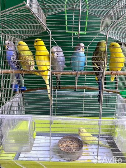 Волнистый попугай