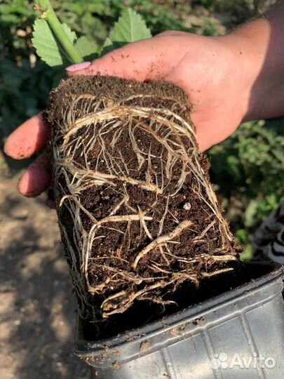 Саженцы ежевики крупноплодной