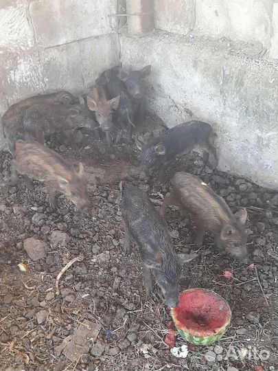 Венгерская+дикий кабан