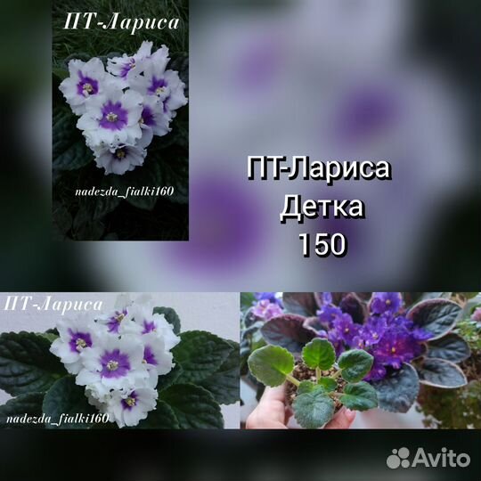 Сортовые фиалки