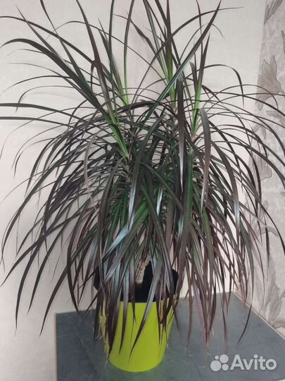 Пальма драцена