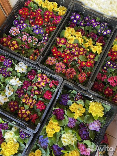 Цветы, рассада