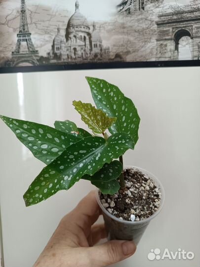 Бегония Кейн, цветы комнатные