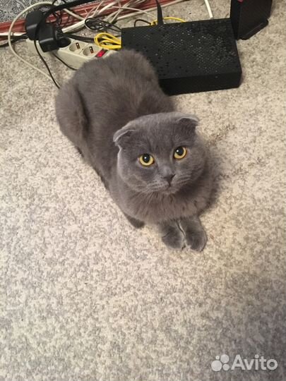 Вязка мальчик