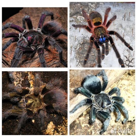 Пауки птицееды