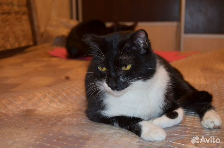 Отдам молодую кошечку. Стерильная