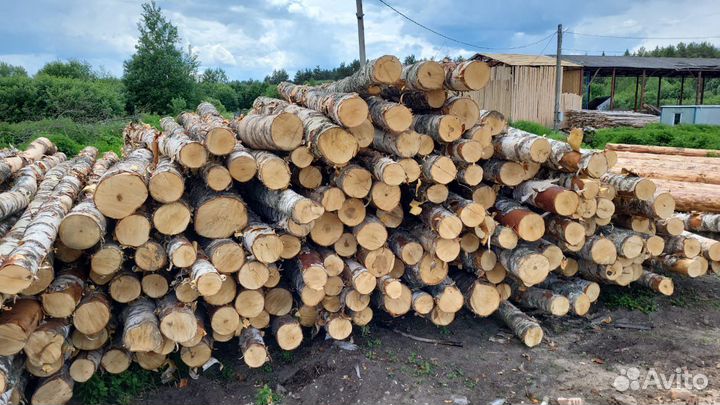 Береза кругляк