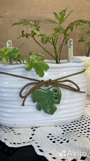 Душистые пеларгонии