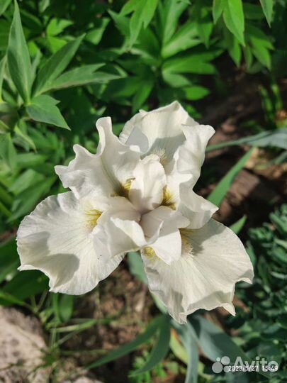 Ирисы сортовые