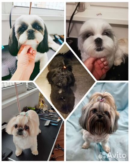 Услуги грумера (собаки и кошки)