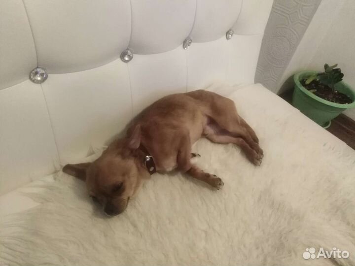 Вязка той терьер микро 1.5