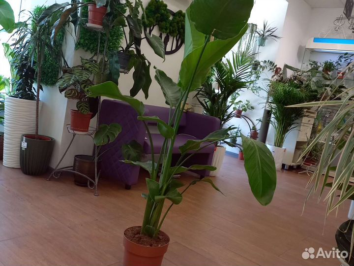 Комнатные растения